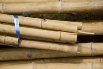 Bambusa mietiņš 0.9m, 10gab.
